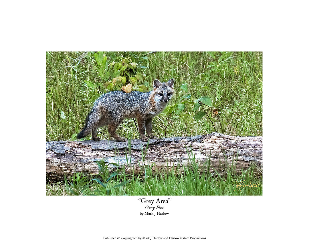 "Grey Area" Grey Fox Picture - Print