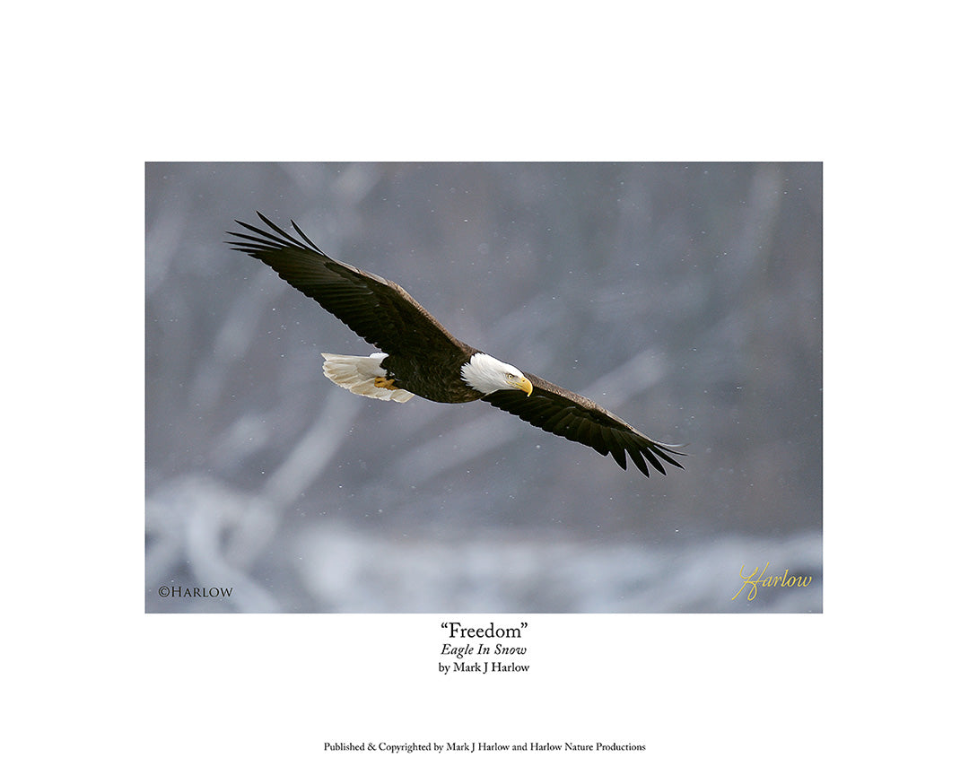 "Freedom" Famous Patriotic Eagle Picture - Print