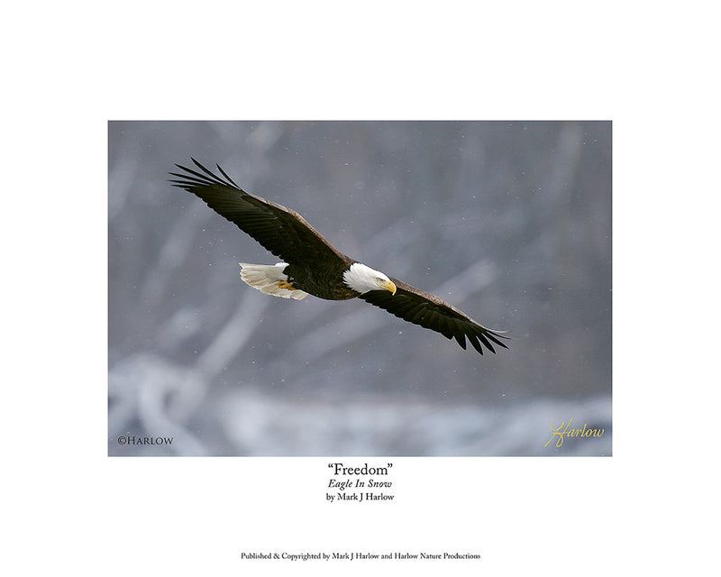 "Freedom" Eagle Picture - Bald Eagle Photo