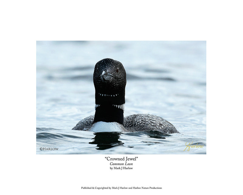"Crowned Jewel" Unique Loon Picture