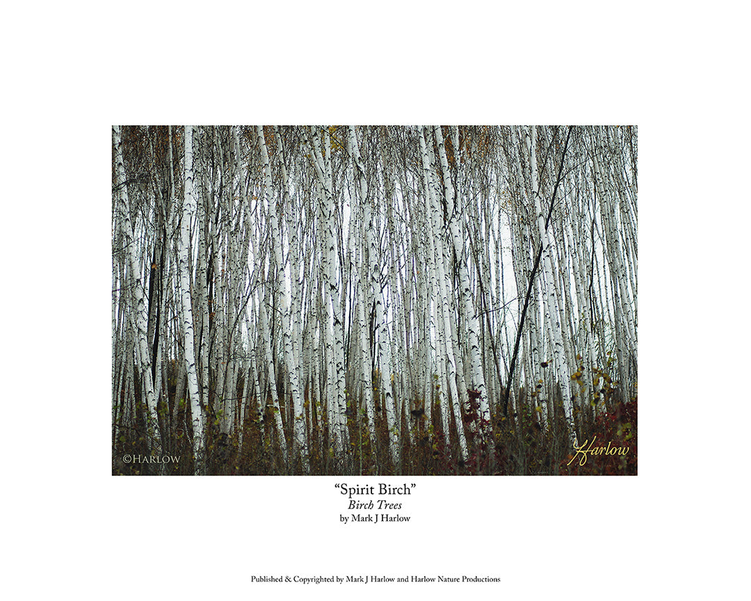 "Spirit Birch" Unique Birch Trees Picture - Print