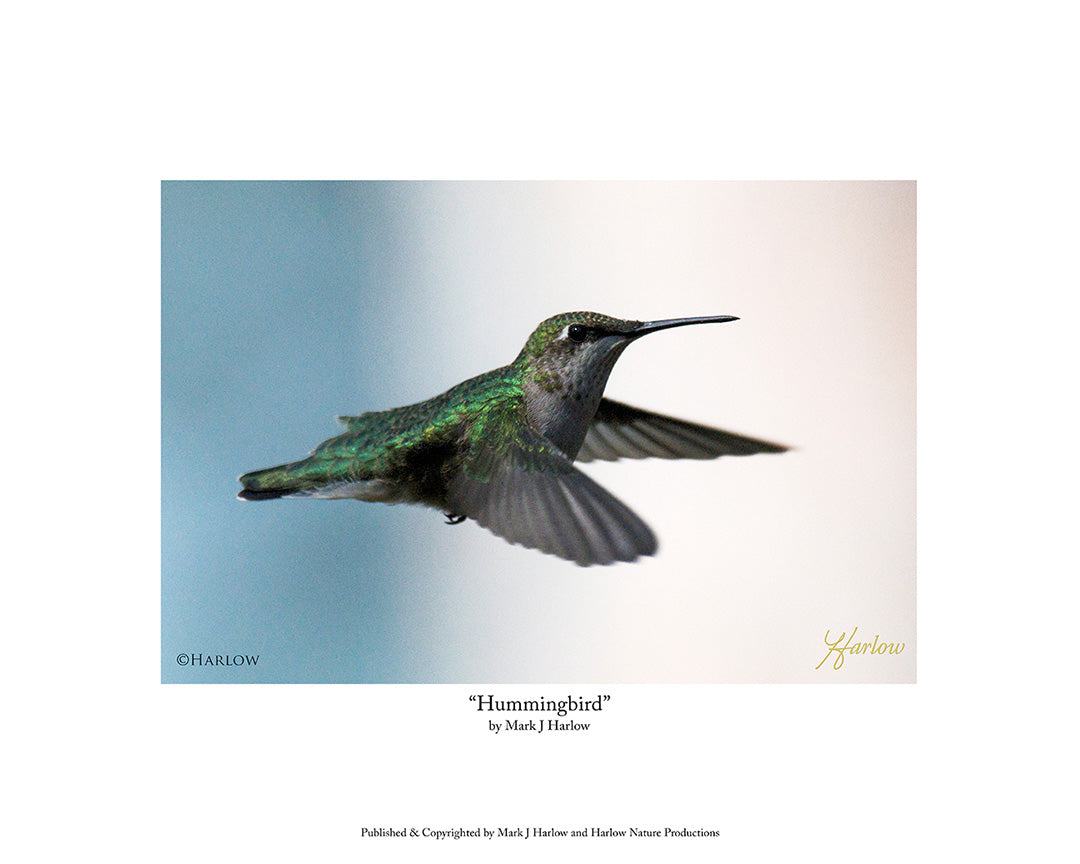 "Hummingbird" Picture Unique Hummingbird Photo - Print