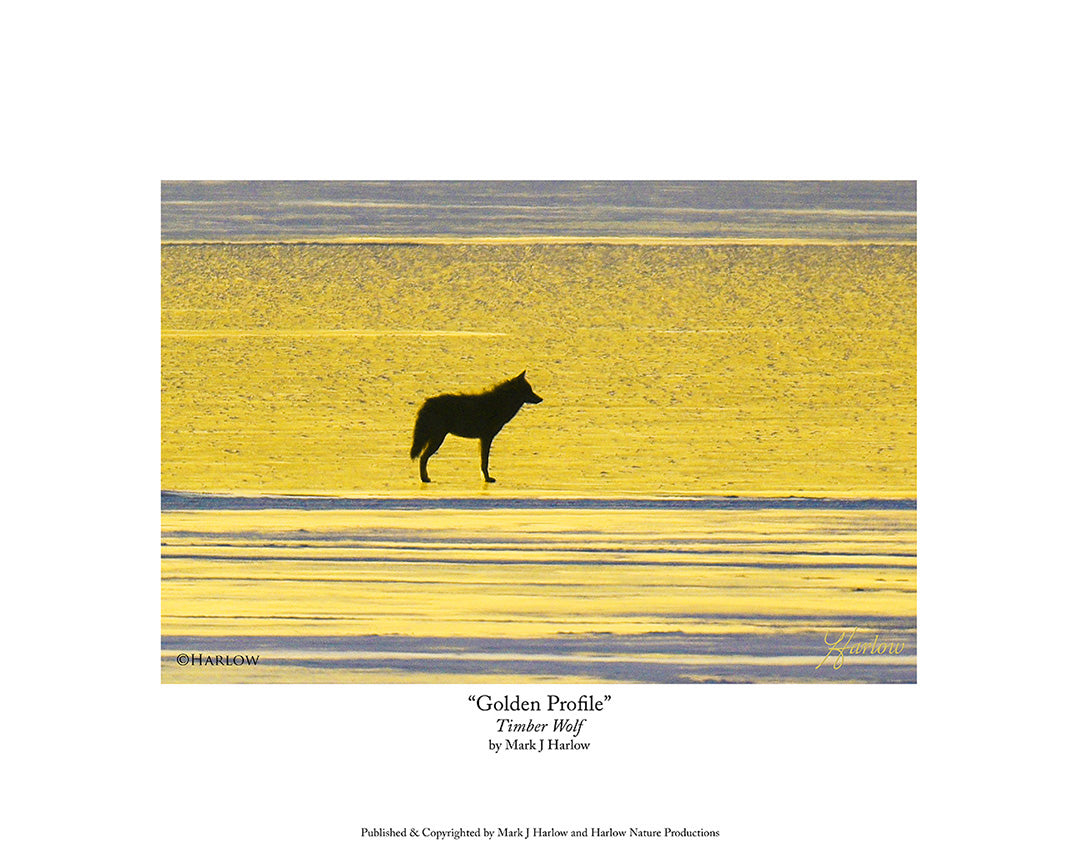 "Golden Profile" Unique Black Wolf Picture - Print