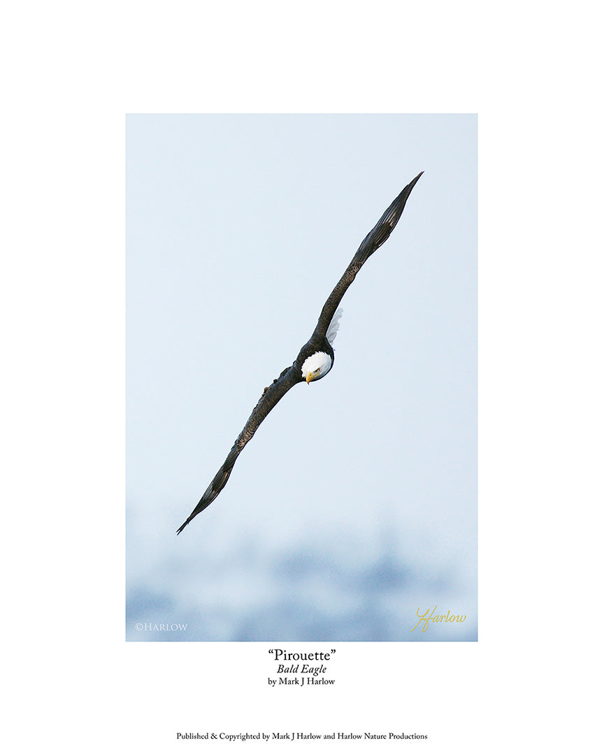 "Pirouette" Eagle Action Picture - Print - Patriotic