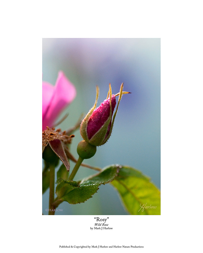 "Rosy" Wild Rose Picture With Dew Drops - Print