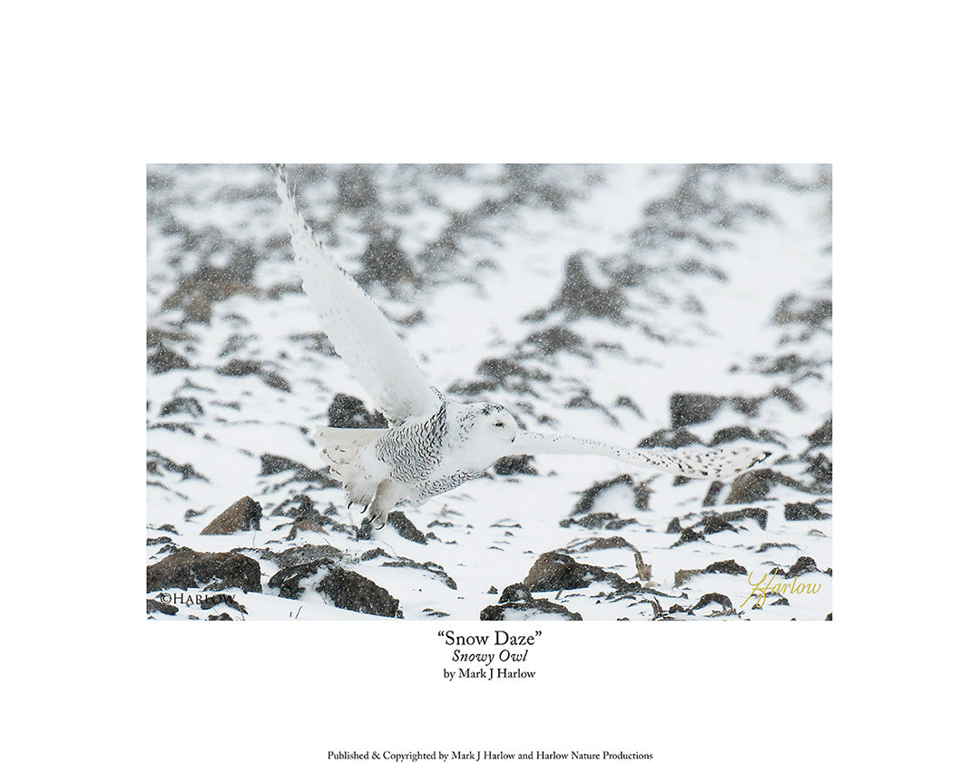 "Snow Daze" Unique Snowy Owl Picture - Print