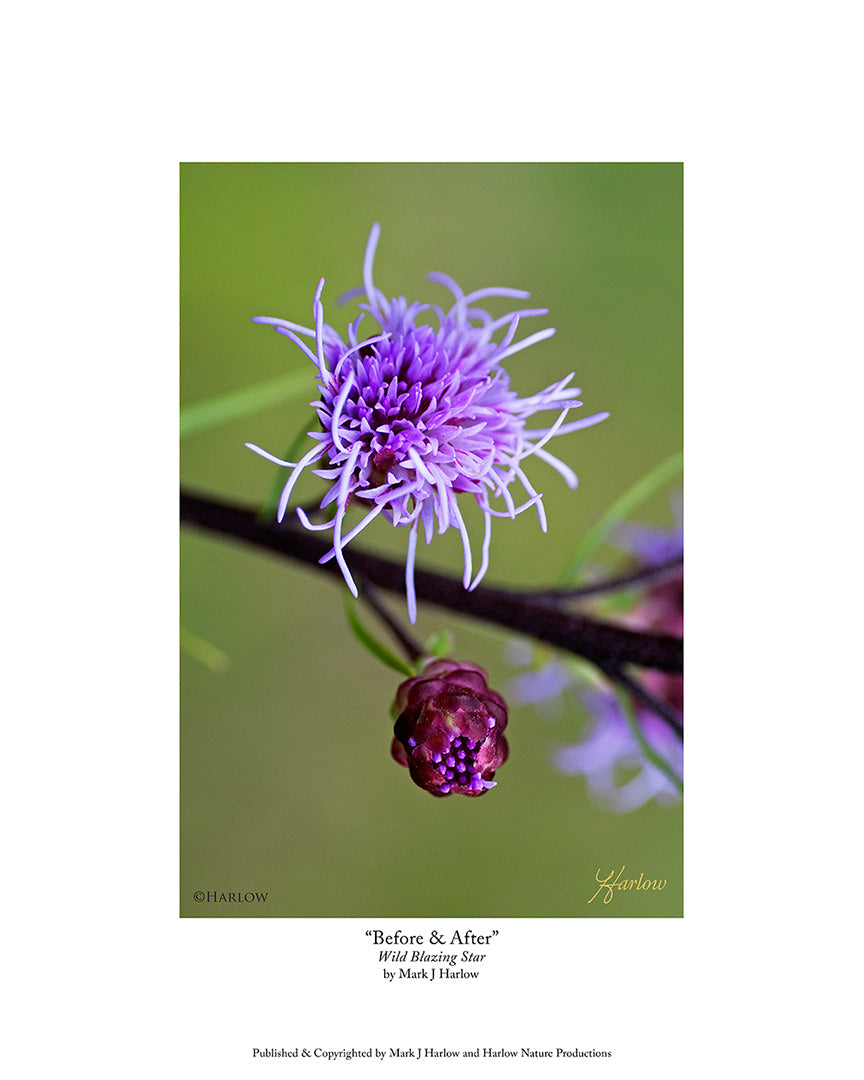 "Before & After" Wild Blazing Star Picture - Print