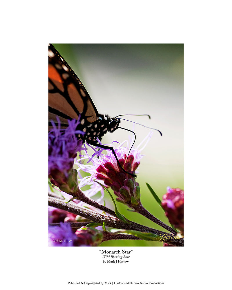 "Monarch Star" Blazing Star Picture With Monarch Butterfly