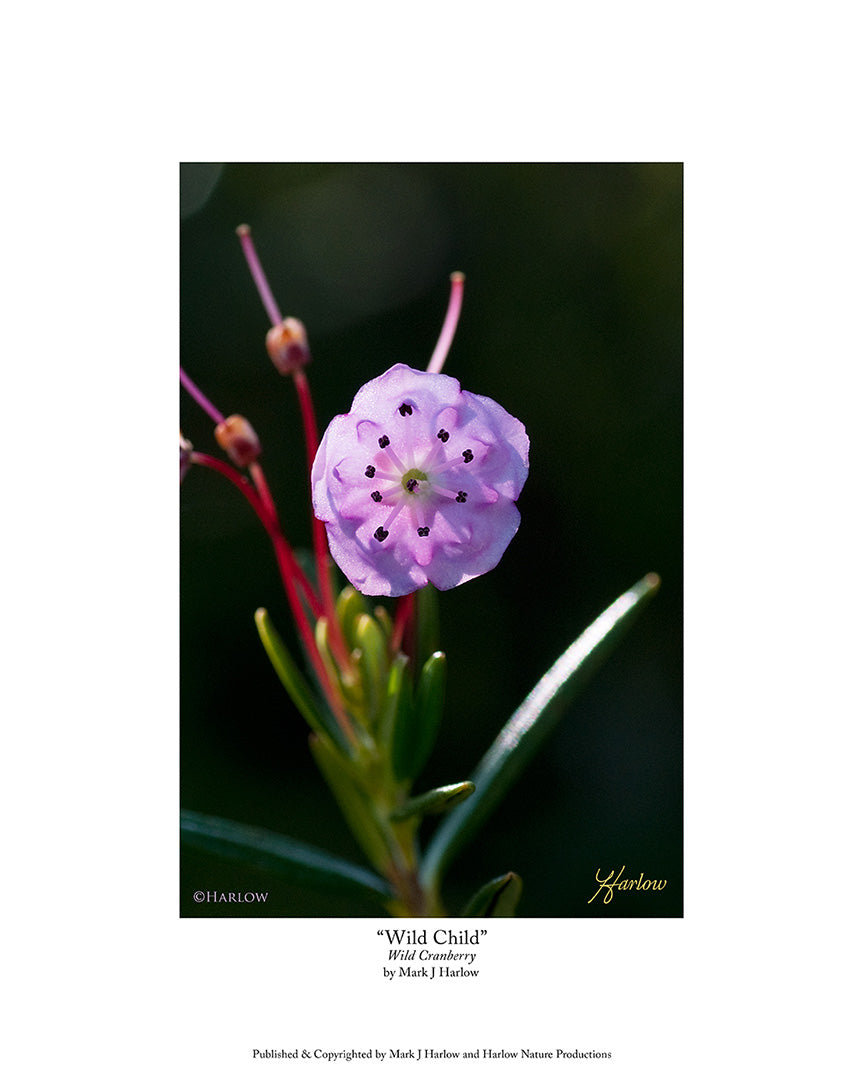 "Wild Child" Wild Cranberry Flower Picture - Print