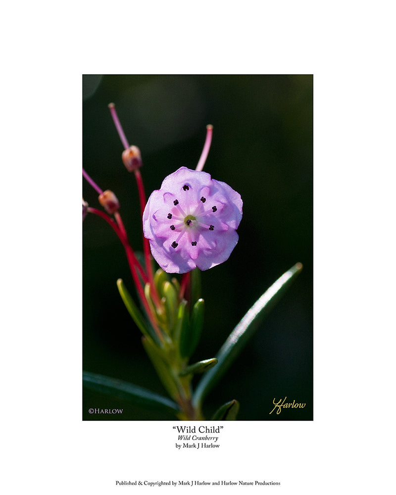 "Wild Child" Wild Cranberry Flower Picture In Bloom