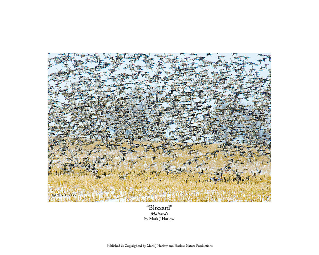 "Blizzard" Mallard Duck Flock Picture - Print Unique
