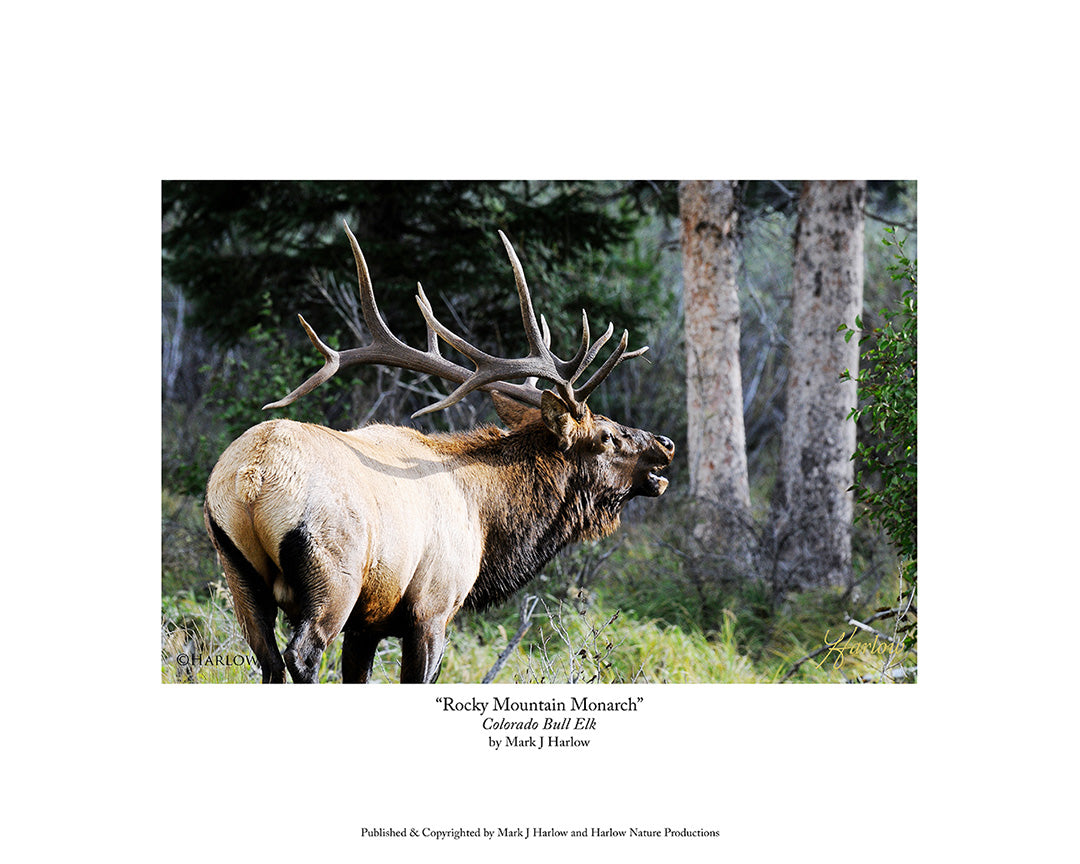 "Rocky Mountain Monarch" Royal Bull Elk Picture