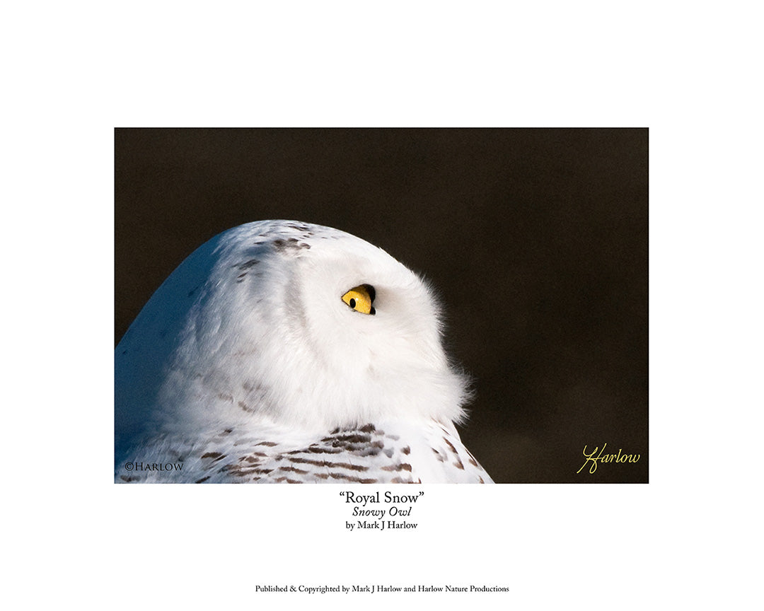 "Royal Snow" Amazing Snowy Owl Picture - Print