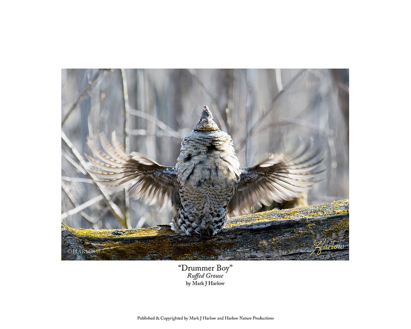 "Drummer Boy" Roughed Grouse Picture Unique Grouse Drumming Photo