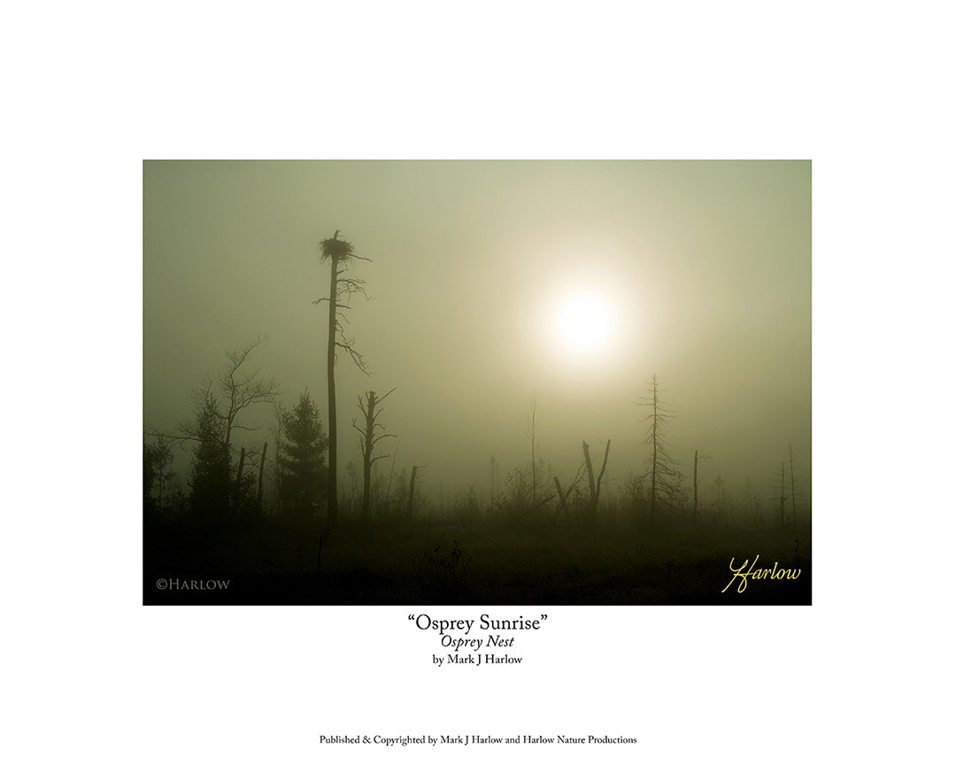 "Osprey Sunrise" Famous Osprey Nest Sunrise Picture - Print