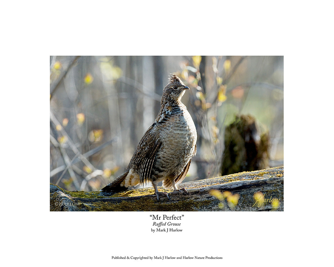 "Mr Perfect" Best Rough Grouse Picture - Print