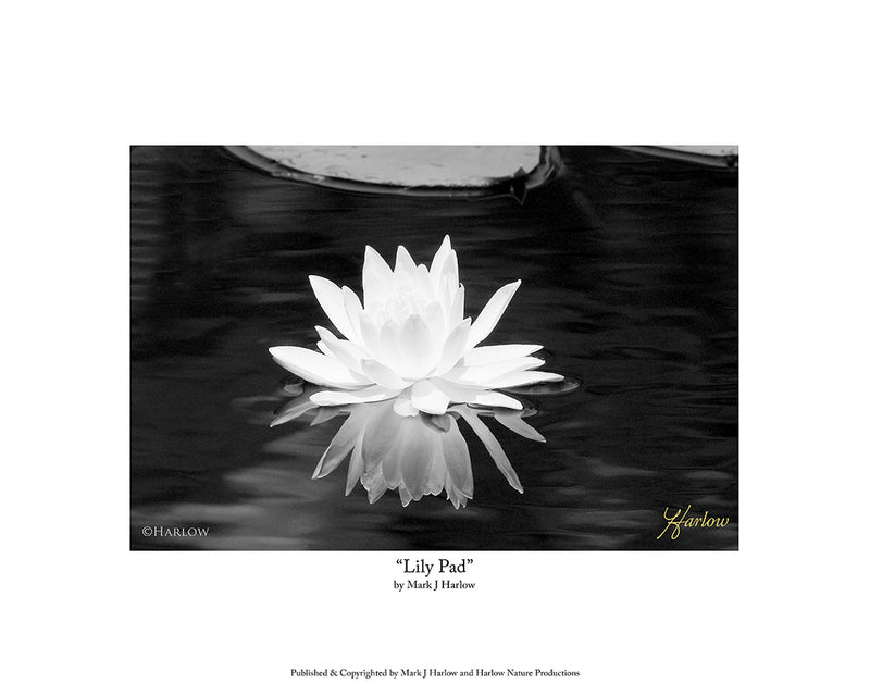 "Lily Pad" Black & White Nature Picture