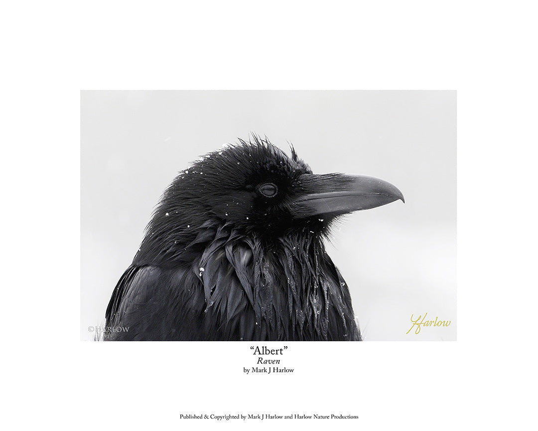 "Albert" Raven Picture - Raven Photo B&W - Print