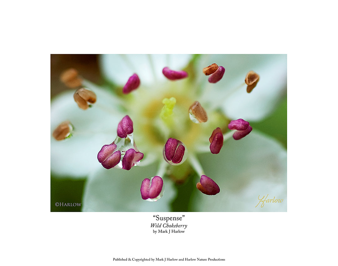 "Suspense" Wild Chokeberry Picture