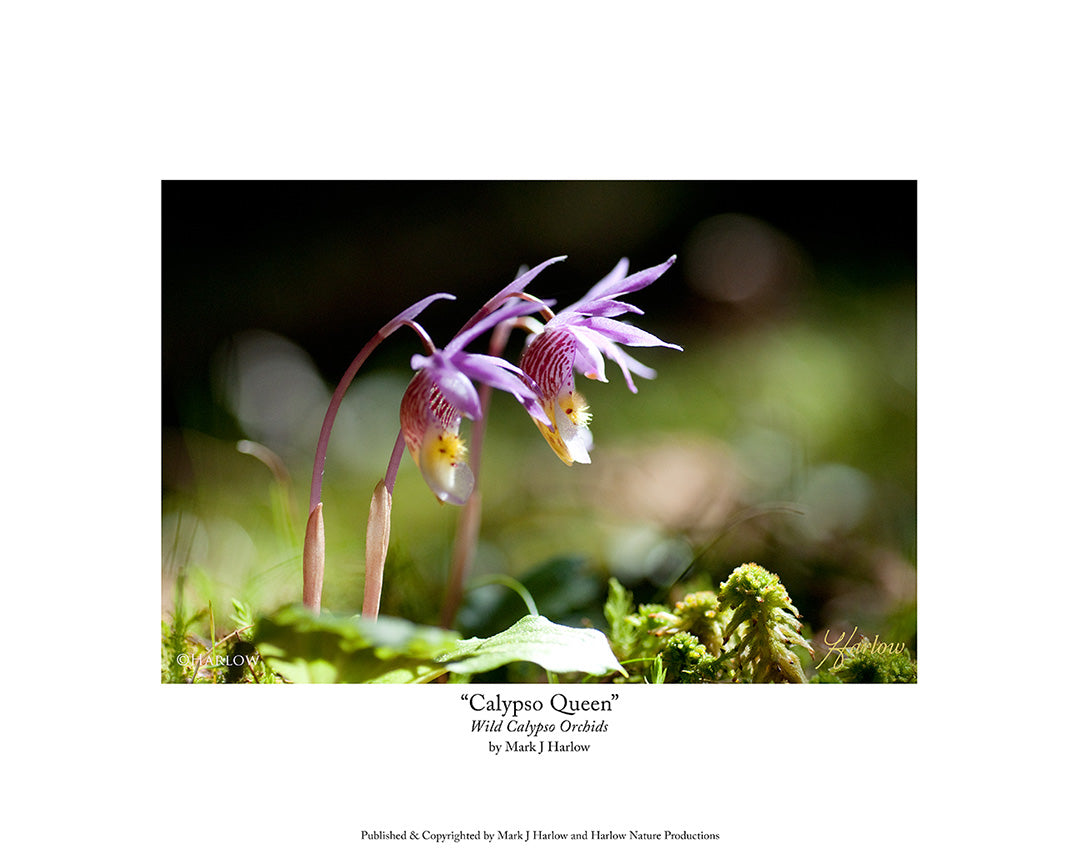 "Calypso Queen" Rare Wild Orchid Picture Calypso Photo