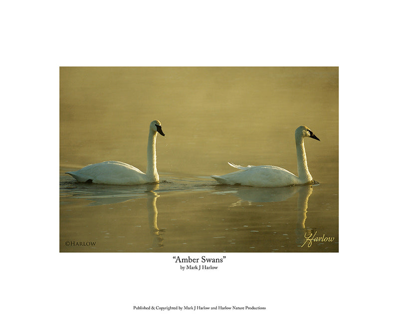 "Amber Swans" Scenic Tundra Swans Picture