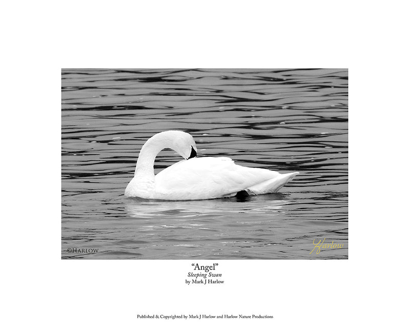 "Angel" Sleeping Swan B&W Picture