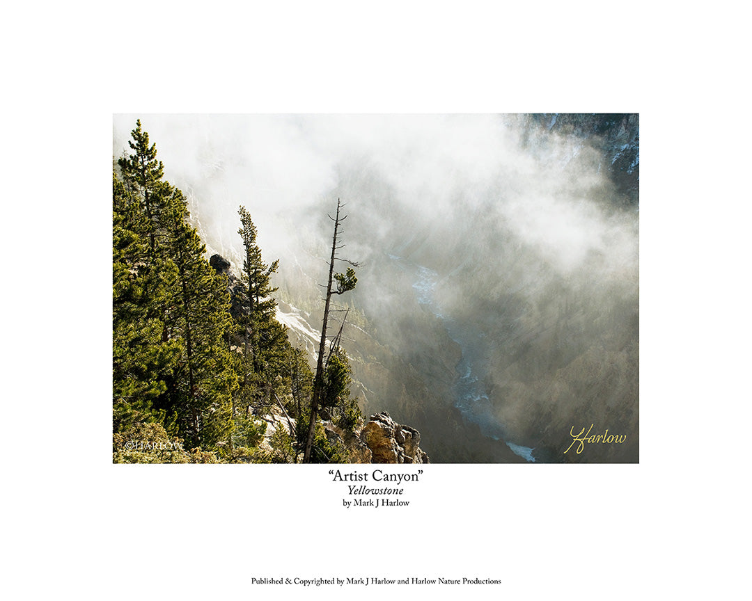 "Artist Canyon" Picture In Yellowstone National Park - Print