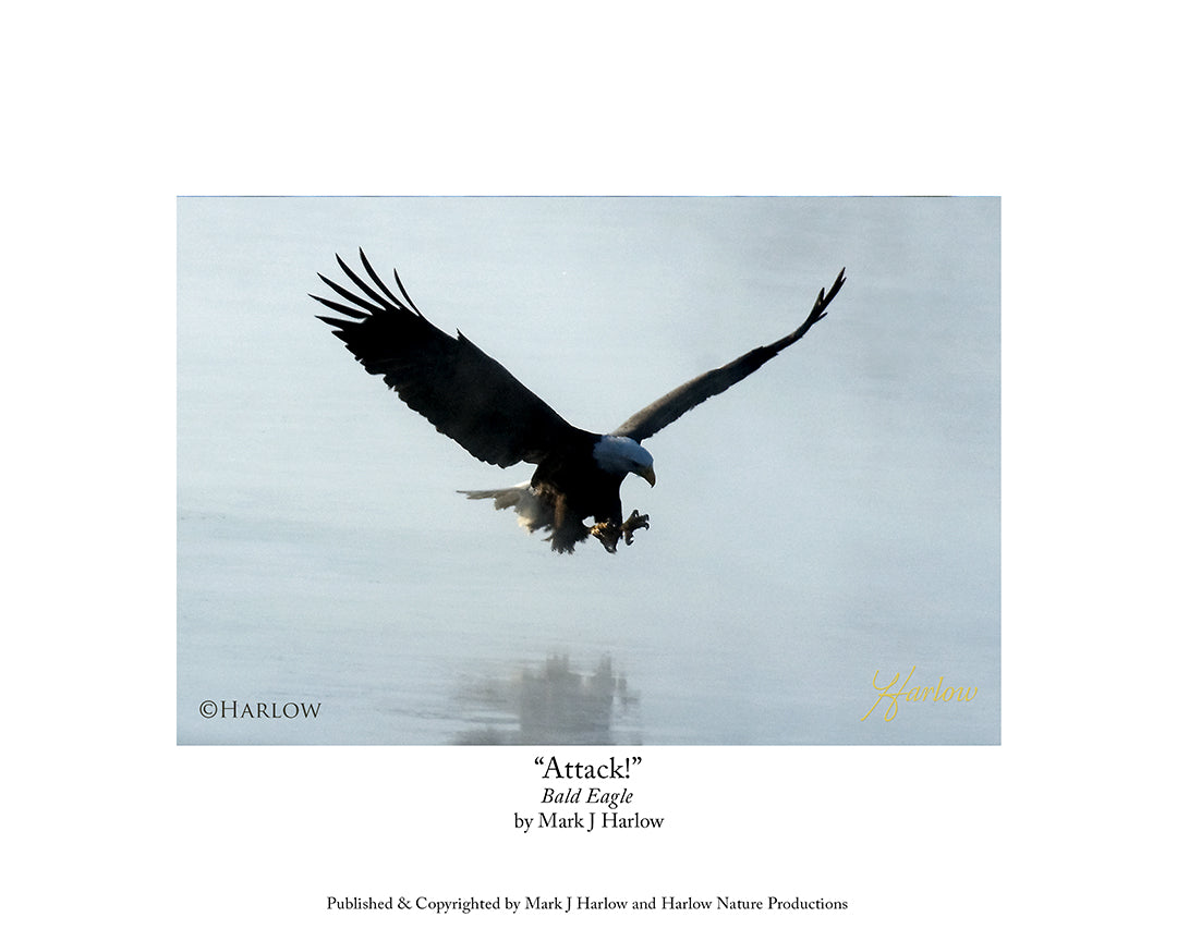 "Attack!" Unique Eagle Picture Eagle Action Picture - Print