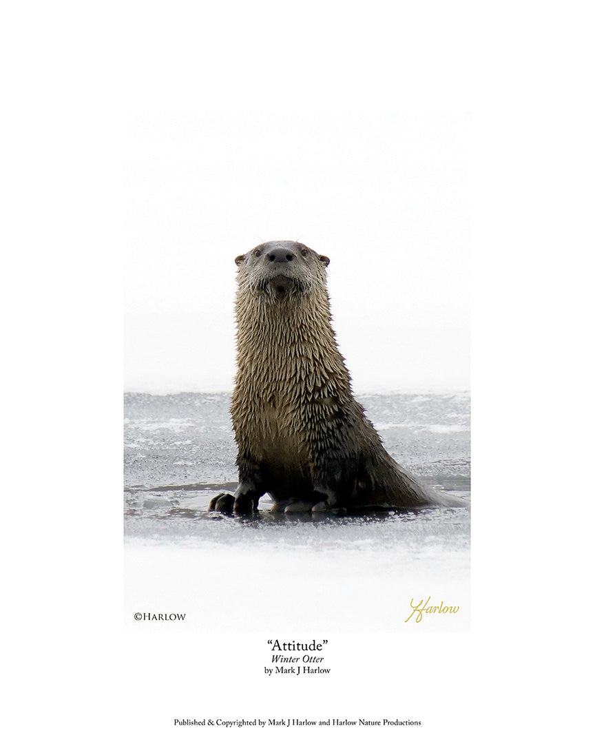 "Attitude" Winter Otter Picture Unique Icy Otter Photo - Print