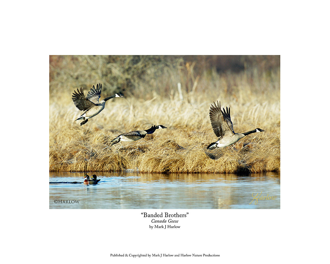 "Banded Brothers" RARE Banded Canada Geese Picture - Print