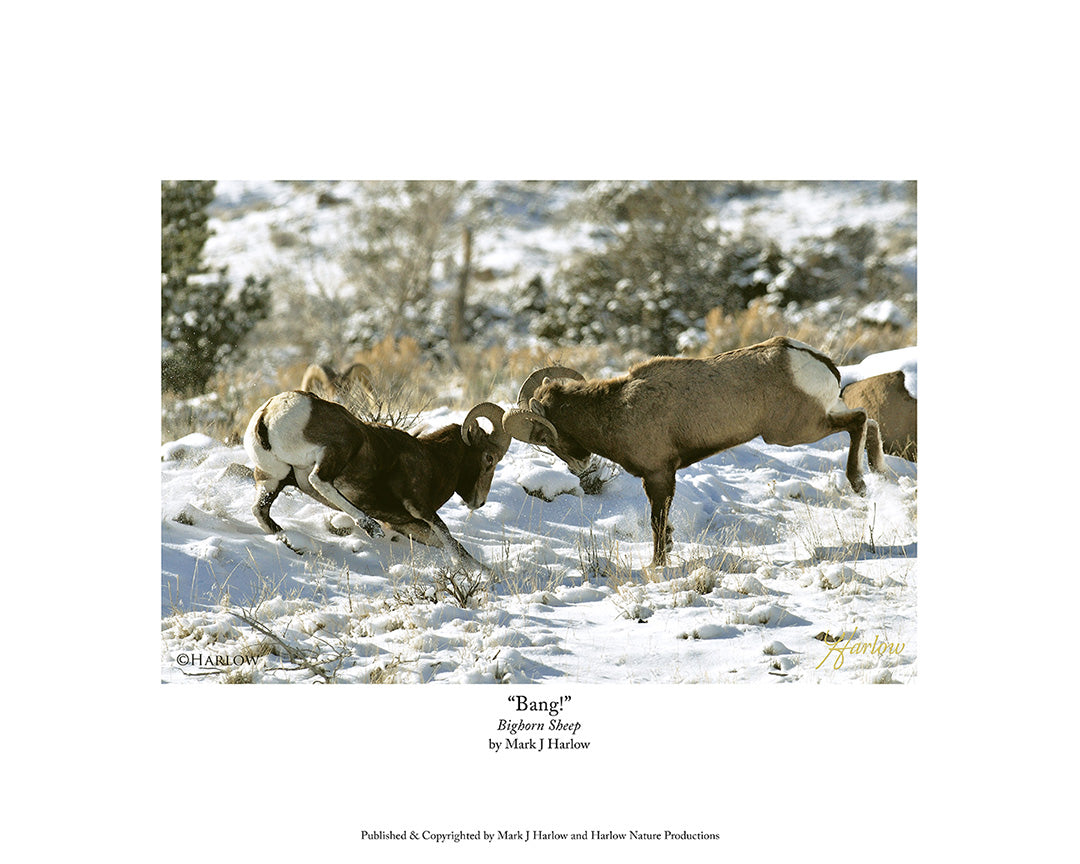 "Bang!" Bighorn Sheep Colliding Picture - Print