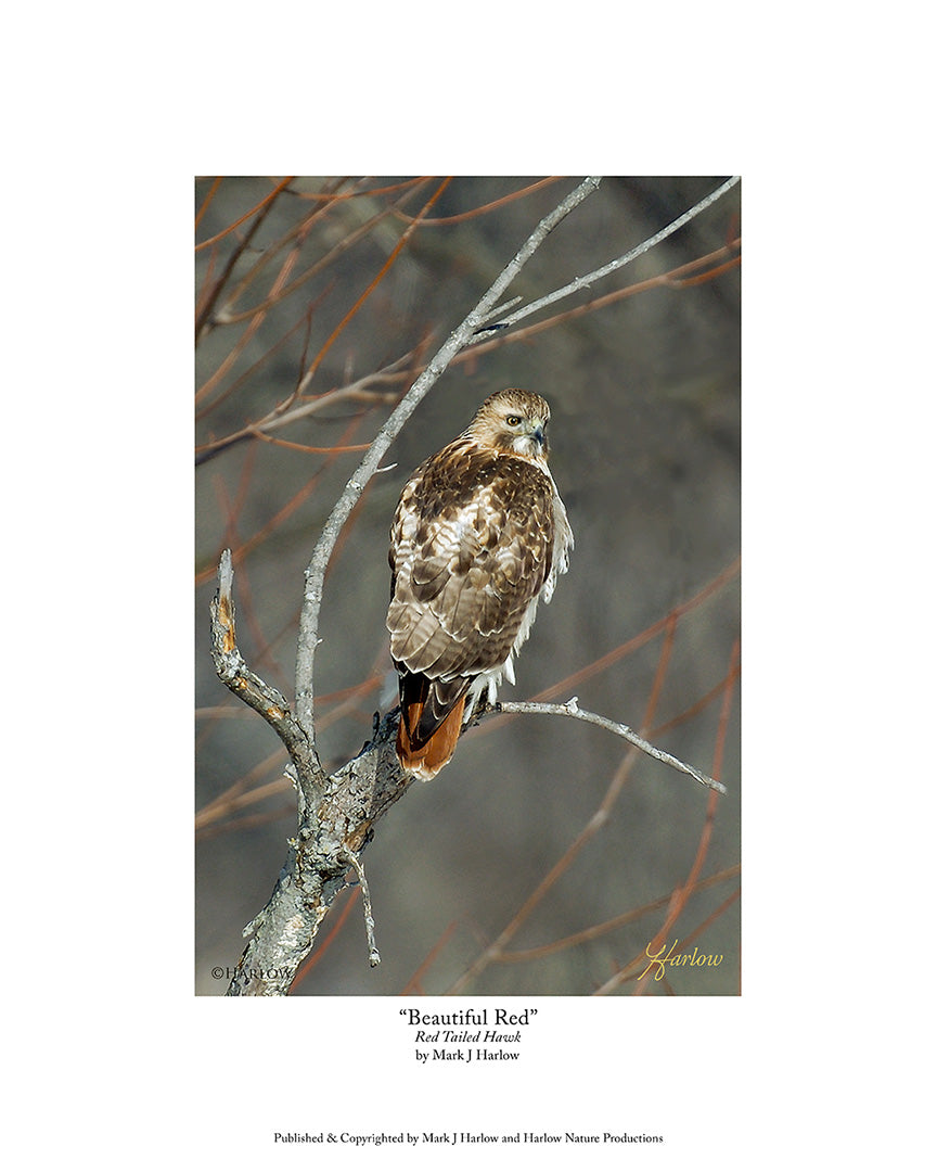 "Beautiful Red" Famous Red Tailed Hawk Picture - Print