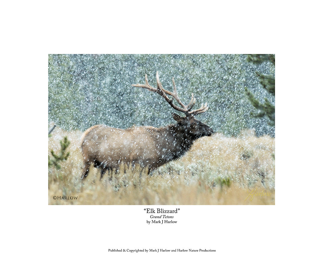 "Elk Blizzard" Wyoming Elk Picture - Print