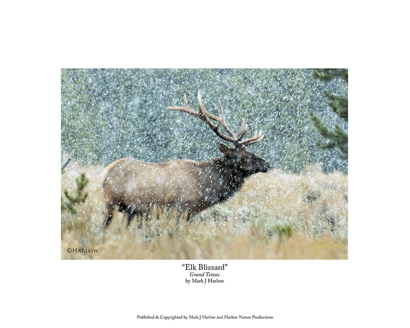 "Elk Blizzard" Wyoming Photo