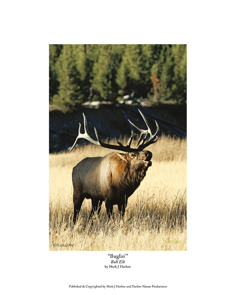 "Buglin'" Bull Elk Picture Trophy Bugling Elk Photo