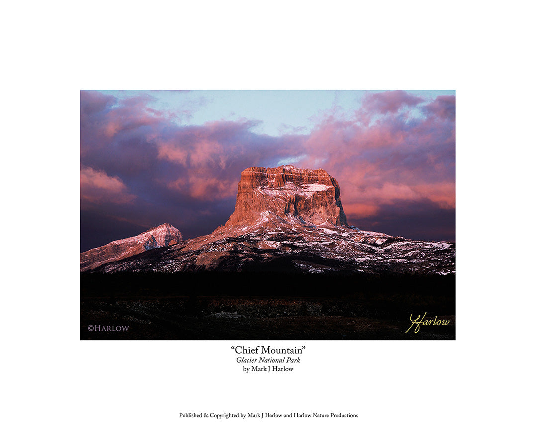 "Chief Mountain" Glacier National Park Picture