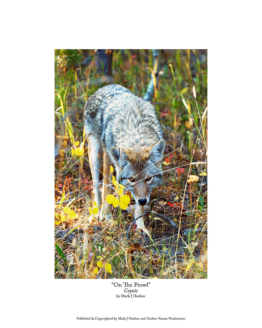 "On The Prowl" Unique Coyote Picture - Print