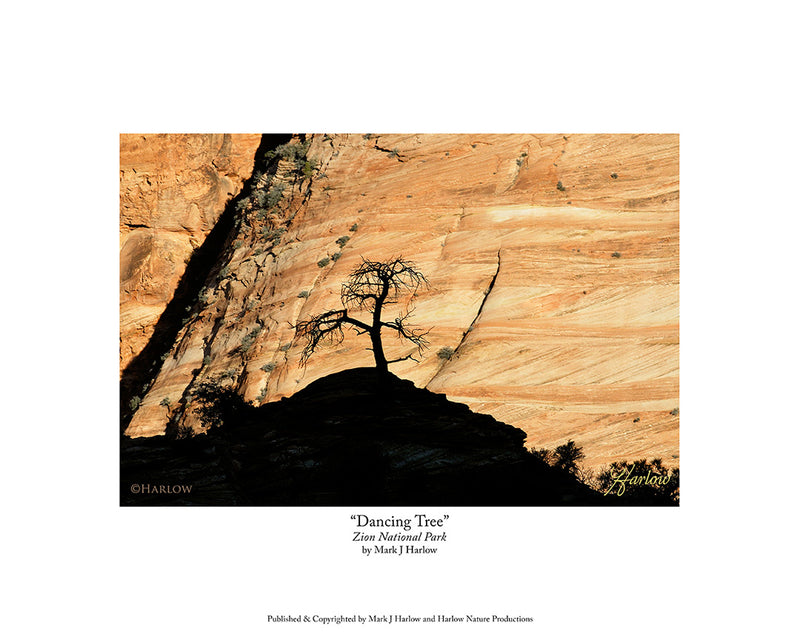 "Dancing Tree" Zion National Park Picture