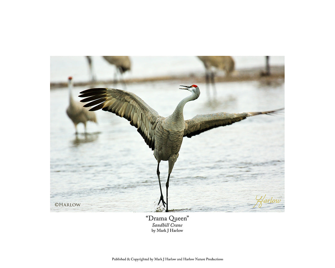 "Drama Queen" Unique Sandhill Crane Picture