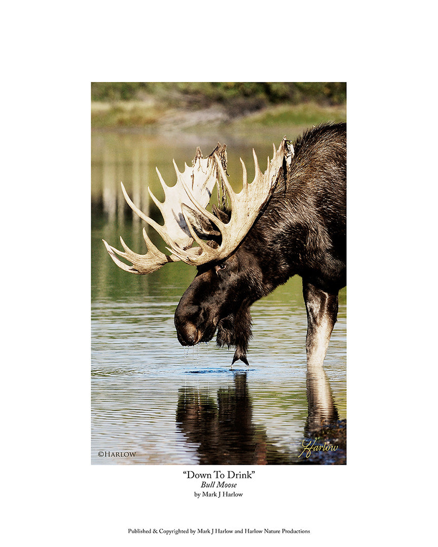"Down To Drink" Famous Trophy Bull Moose Picture - Print