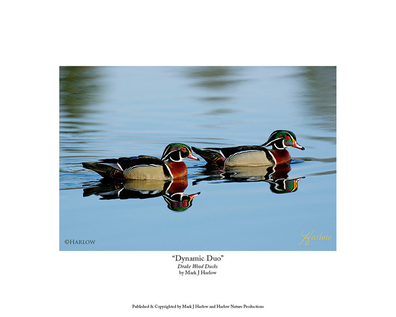 "Dynamic Duo" Drake Wood Ducks Picture