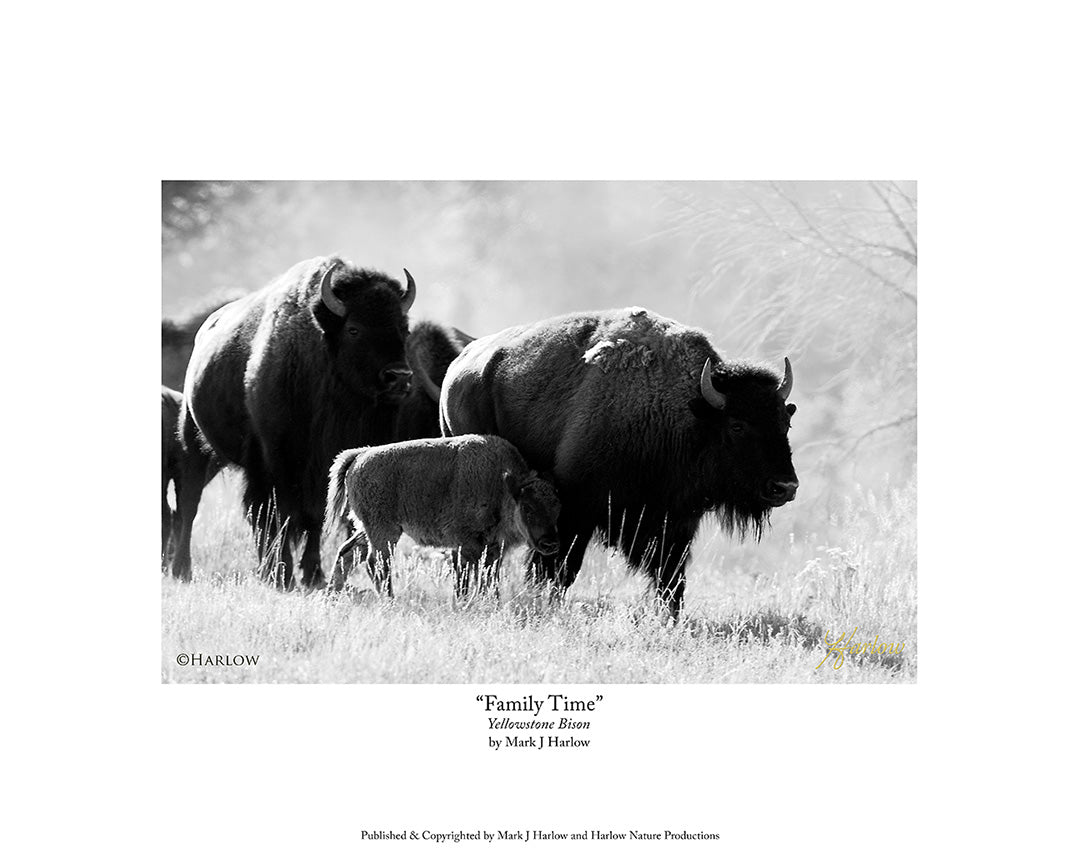 "Family Time" Yellowstone Buffalo - Bison Picture B&W - Print