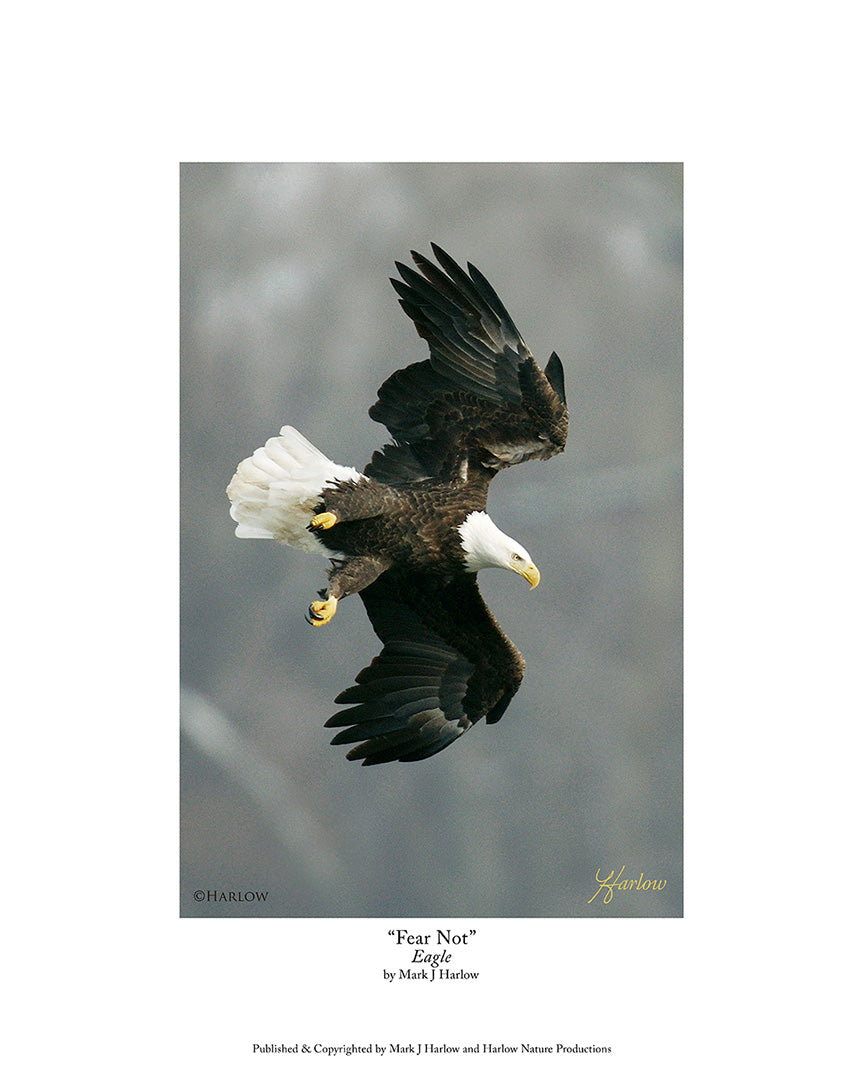 "Fear Not" Famous Bald Eagle Picture - Print