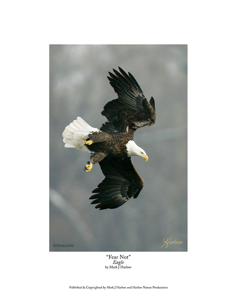 "Fear Not" Bald Eagle Picture