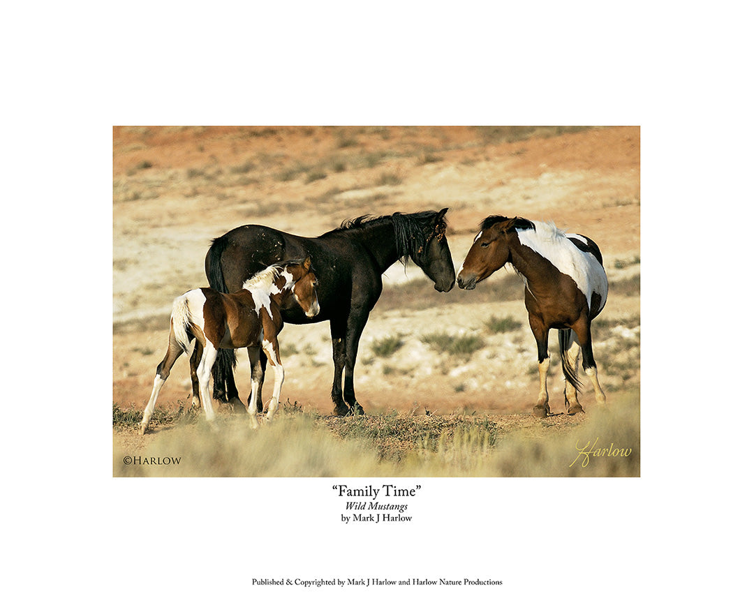 "Family Time" Unique Wild Mustang Family Picture - Print