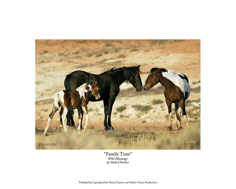 "Family Time" Wild Mustang Family Picture