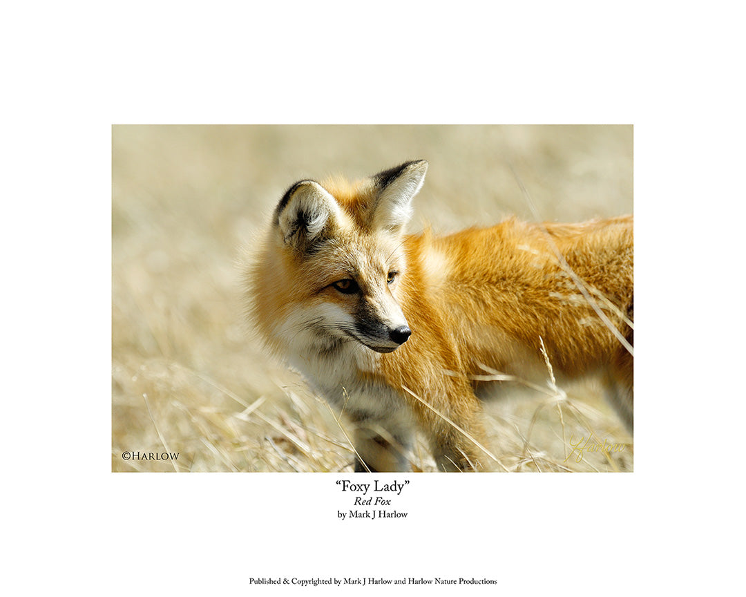 "Foxy Lady" Famous Red Fox Picture - Photo - Print