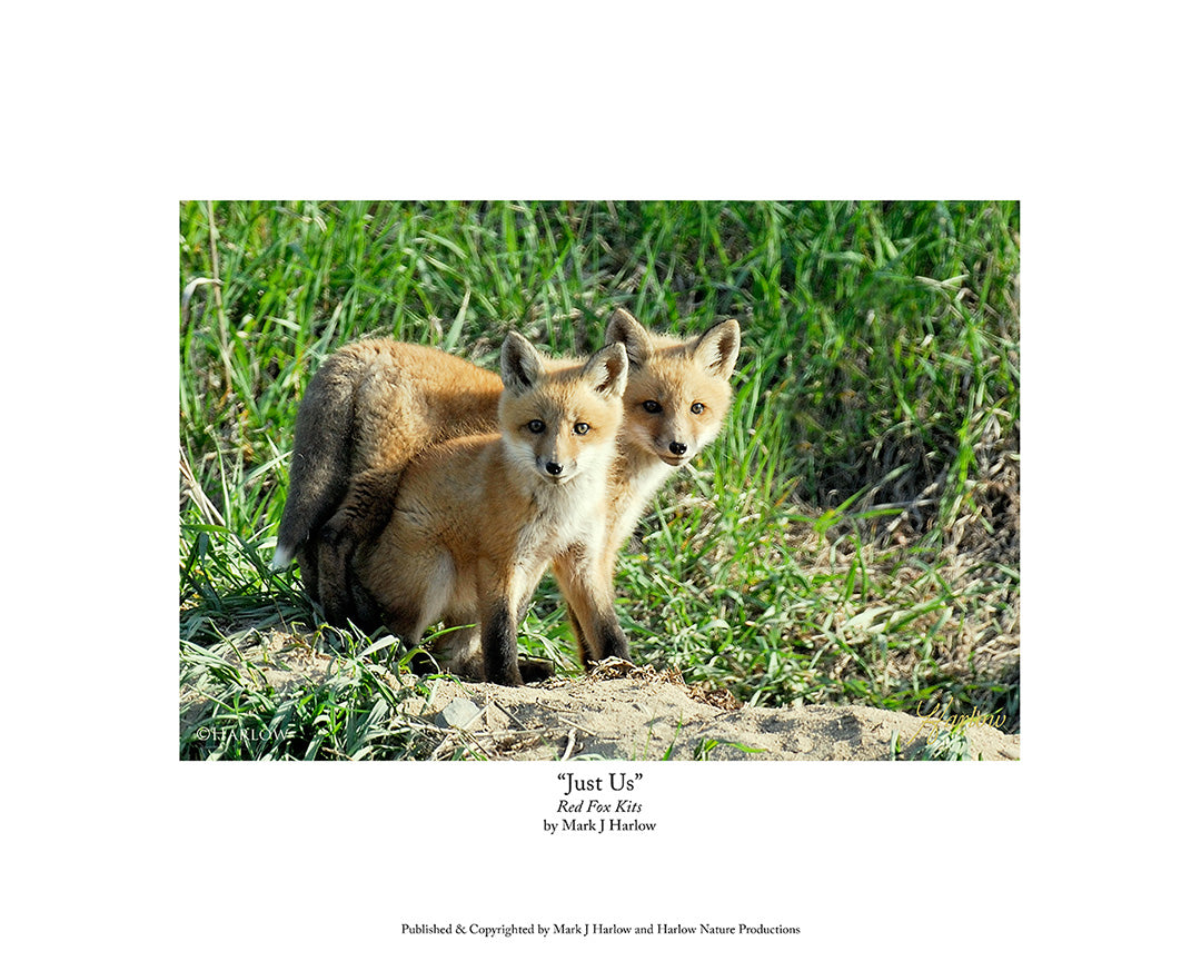 "Just Us" Baby Fox Picture - Print