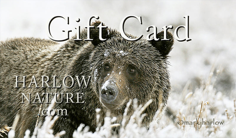 Gift Certificate - Grizzly Bear