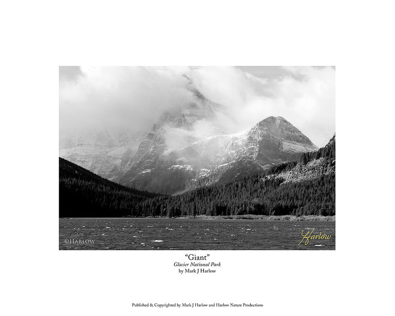 "Giant" Glacier National Park Landscape Picture B&W